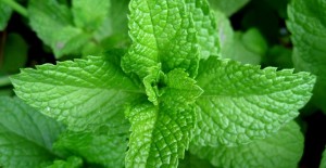 الأعشاب الطبية