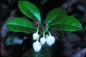 المسكنات الطبيعية