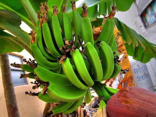 الجهاز الهضمي